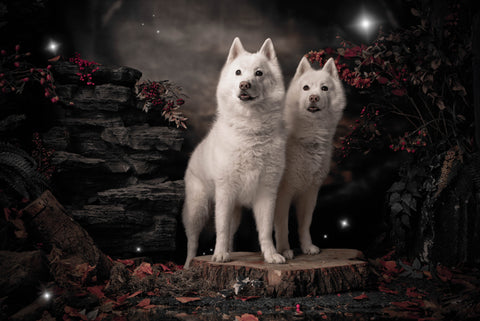 Pet Photo Shoot